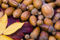 Detailansicht von Herbstlaub und Nüssen aus einem Britischen Wald gesammelt von Jason Friend