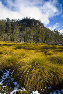 Australia, Tasmania, Cradle Mt - Lake St Clair National Park. by Jason Friend