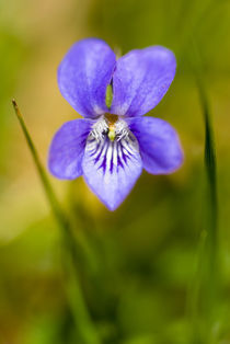 England, Northumberland, Common Dog Violet. by Jason Friend