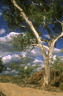  Australien, Northern Territory, West MacDonnell National Park von Jason Friend