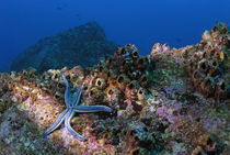 Blue starfish on rock (phataria unifascialis), underwater view, Ecuador, Galapagos Archipelago, Espanola Island von Sami Sarkis Photography