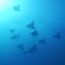 Eagle-rays-underwater-galapagos-rm-glp-uwd4954