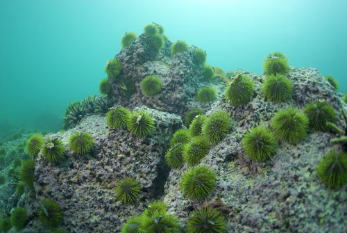 Green-sea-urchin-underwater-galapagos-rm-glp-uwd4642