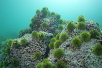 Green Sea Urchin (Lytechinus semituberculatus) on rock, underwater view, Isla San Cristobal, Ecuador, Galapagos Archipelago, von Sami Sarkis Photography