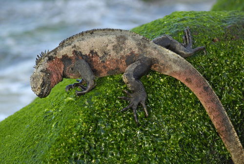 Marine-iguana-rock-rm-glp-fna1226