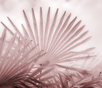 Chusan Fan Palm by Geoff du Feu