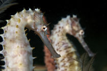 Seahorse pair von Steve De Neef