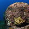 Chocolate-chip-star-starfish-underwater-rm-glp-uwd4753