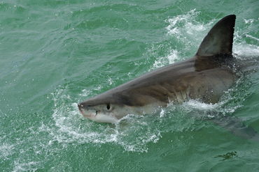 Great-white-shark-alrf-saa-fna6923