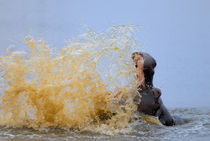 Hippo splashing water (Hippopotamus amphibius), Kruger National Park, South Africa by Sami Sarkis Photography