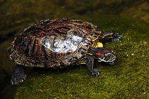 Turtle Surfacing by Eye in Hand Gallery