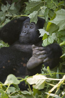 Mountain gorilla (Gorilla beringei beringei) in a forest by Panoramic Images