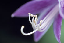 Close-up of a flower by Panoramic Images