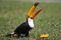 Close-up of a Toco toucan (Ramphastos toco) by Panoramic Images
