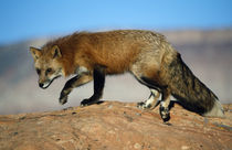 Red Fox On Hilltop by Panoramic Images