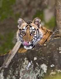 Close-up of a Bengal tiger (Panthera tigris tigris) cub von Panoramic Images