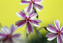 Close-up of flowers by Panoramic Images