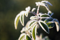 Frost On Plant Leaves von Panoramic Images