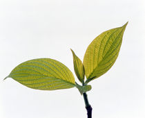 Close up of green leaves on light grey by Panoramic Images