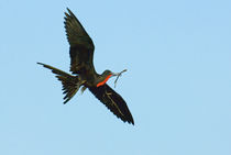 Great Frigate (Fregata minor) flying in the sky, Galapagos Islands, Ecuador by Panoramic Images