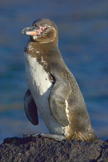 Galapagos penguin (Spheniscus mendiculus) on a rock, Galapagos Islands, Ecuador by Panoramic Images