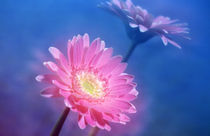 Close up of pink and lavender flowers von Panoramic Images