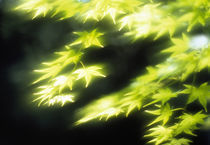 Close-up of maple leaves von Panoramic Images