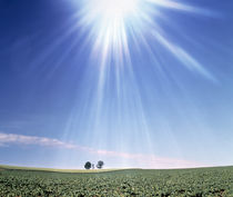Bright star like light floating in blue sky and clouds over green land von Panoramic Images