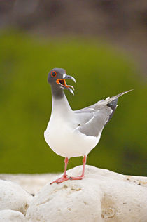 Close-up of a Swallow Tailed gull (Creagrus furcatus)