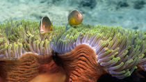 Two Skunk Anemone fish and Indian Bulb Anemone von Panoramic Images
