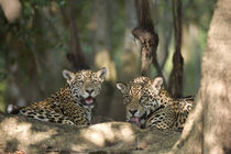 Jaguars (Panthera onca) resting in a forest by Panoramic Images