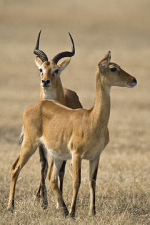 Pair of Ugandan kobs (Kobus kob thomasi) mating behavior sequence by Panoramic Images