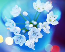 Close up of white flowers with out of focus blue background von Panoramic Images