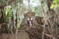 Jaguar (Panthera onca) yawning on a tree trunk by Panoramic Images