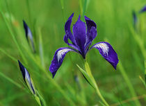 Oregon Iris Bud And Flowers In Bloom by Panoramic Images