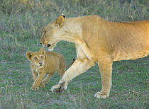 Side profile of a lioness walking with its cub von Panoramic Images