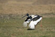 Black-Necked stork (Ephippiorhynchus asiaticus) taking off by Panoramic Images