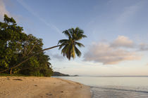 Palm trees on the beach, Fairyland Beach, Mahe Island, Seychelles von Panoramic Images