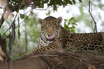 Jaguar (Panthera onca) resting on a tree trunk by Panoramic Images