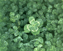 Close up of green clover von Panoramic Images