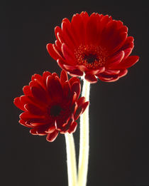 Close up of two deep red flowers with white stems on black background by Panoramic Images