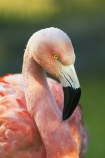 Chilean flamingo (Phoenicopterus chilensis), portrait profile. by Panoramic Images