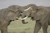 Two African elephants fighting in a field von Panoramic Images