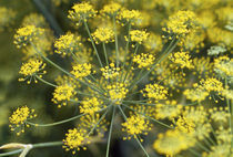 Close-up of yellow flowers by Panoramic Images