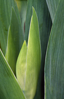 Iris flower (Iris germanica) bud and leaves, close up. by Panoramic Images