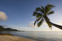 Palm trees on the beach, Fairyland Beach, Mahe Island, Seychelles von Panoramic Images