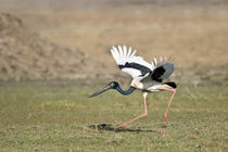 Black-Necked stork (Ephippiorhynchus asiaticus) taking off by Panoramic Images
