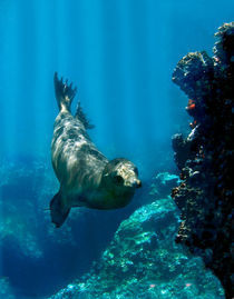 Galapagos sea lion (Zalophus wollebaeki) swimming underwater by Panoramic Images