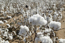 Close-up of cotton plants in a field, Wellington, Texas, USA von Panoramic Images