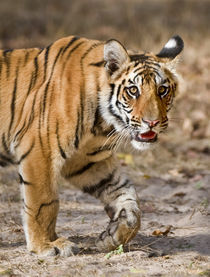 Bengal Tiger (Panthera tigris tigris) cub in a forest by Panoramic Images